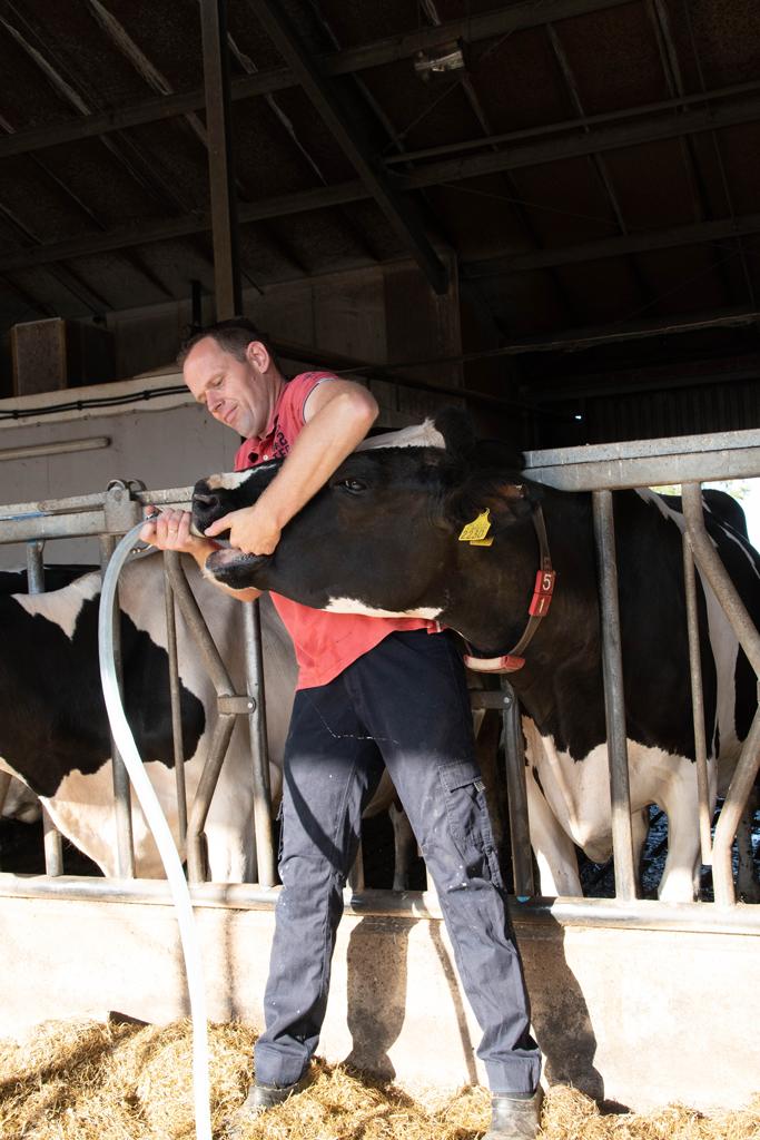 Hofman Animal Care Drencher automatique de la vache