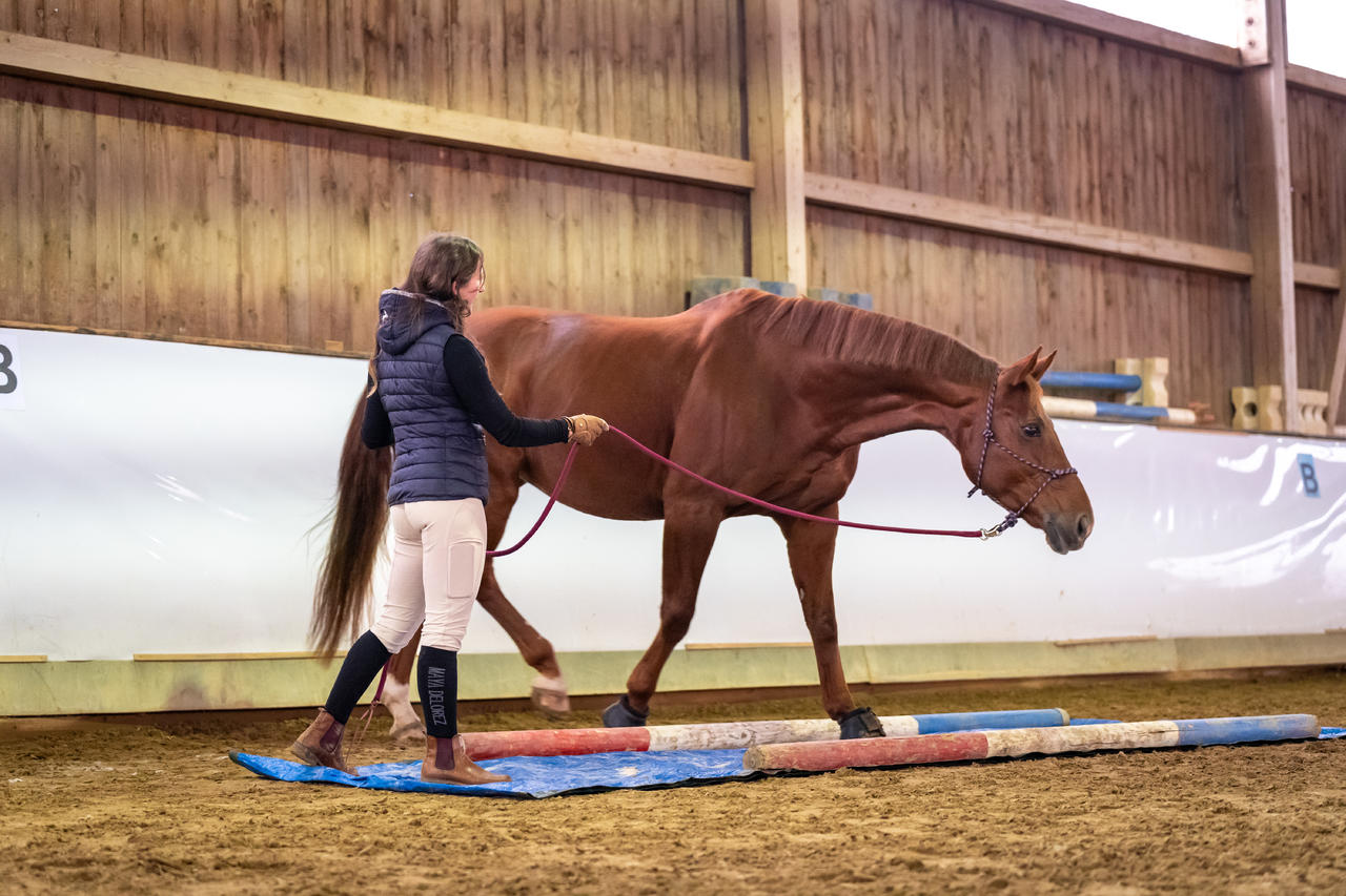 Longe Westernrope avec mousqueton anti-panique