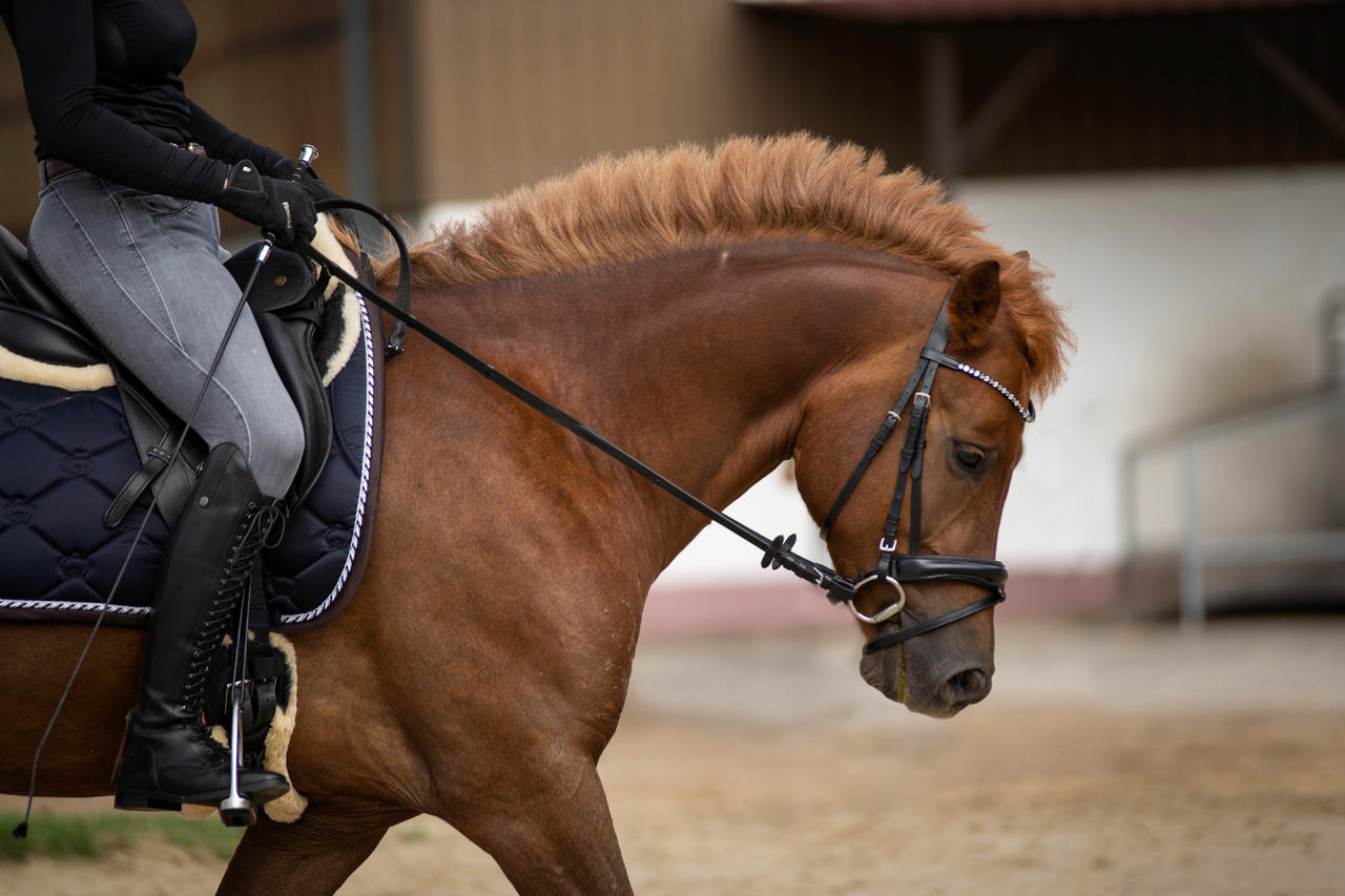 Busse Bottes d'équitation en cuir Laval - noires