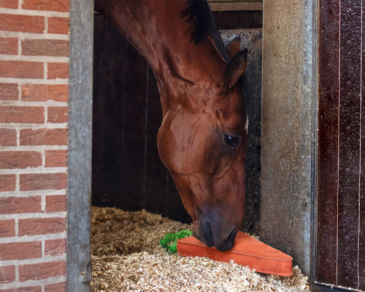 QHP Jouet XL pour chevaux Carotte