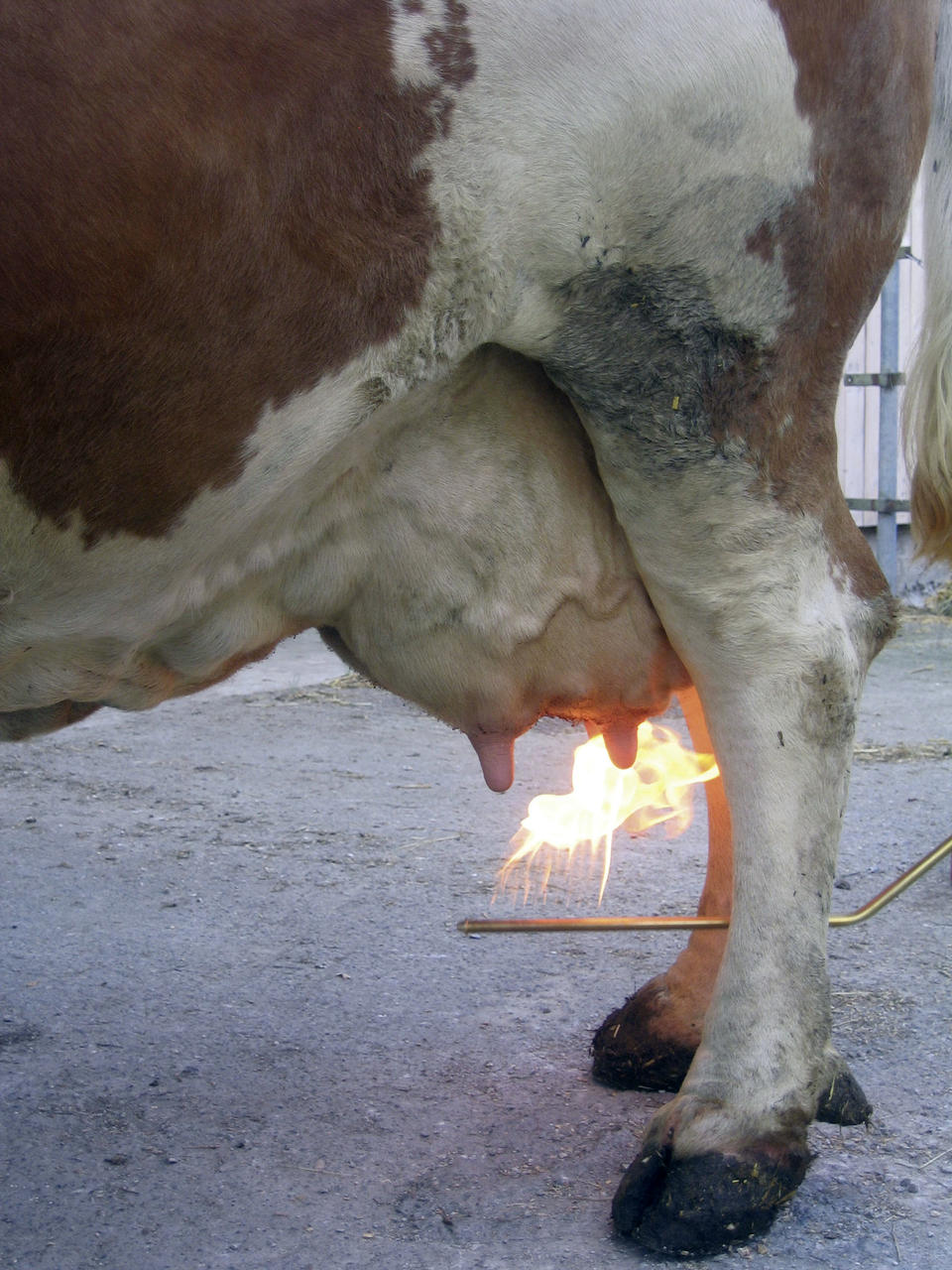 Express Farming Épilateur de mamelles TERRA avec lance coudée