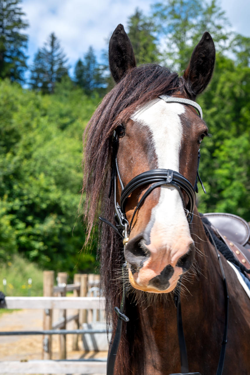 QHP Bridon cheval de trait Elegance