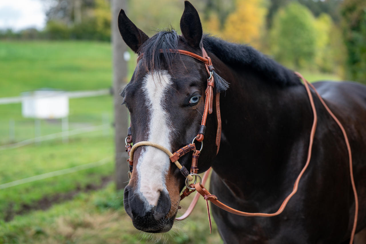 Protection "Split Reins" 8' x 5/8