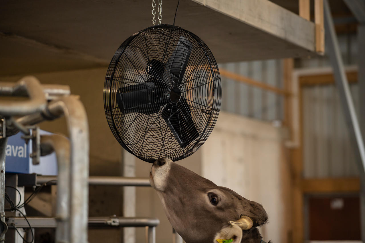 Ventilateur étable et salle de traite S20, Ø69 cm