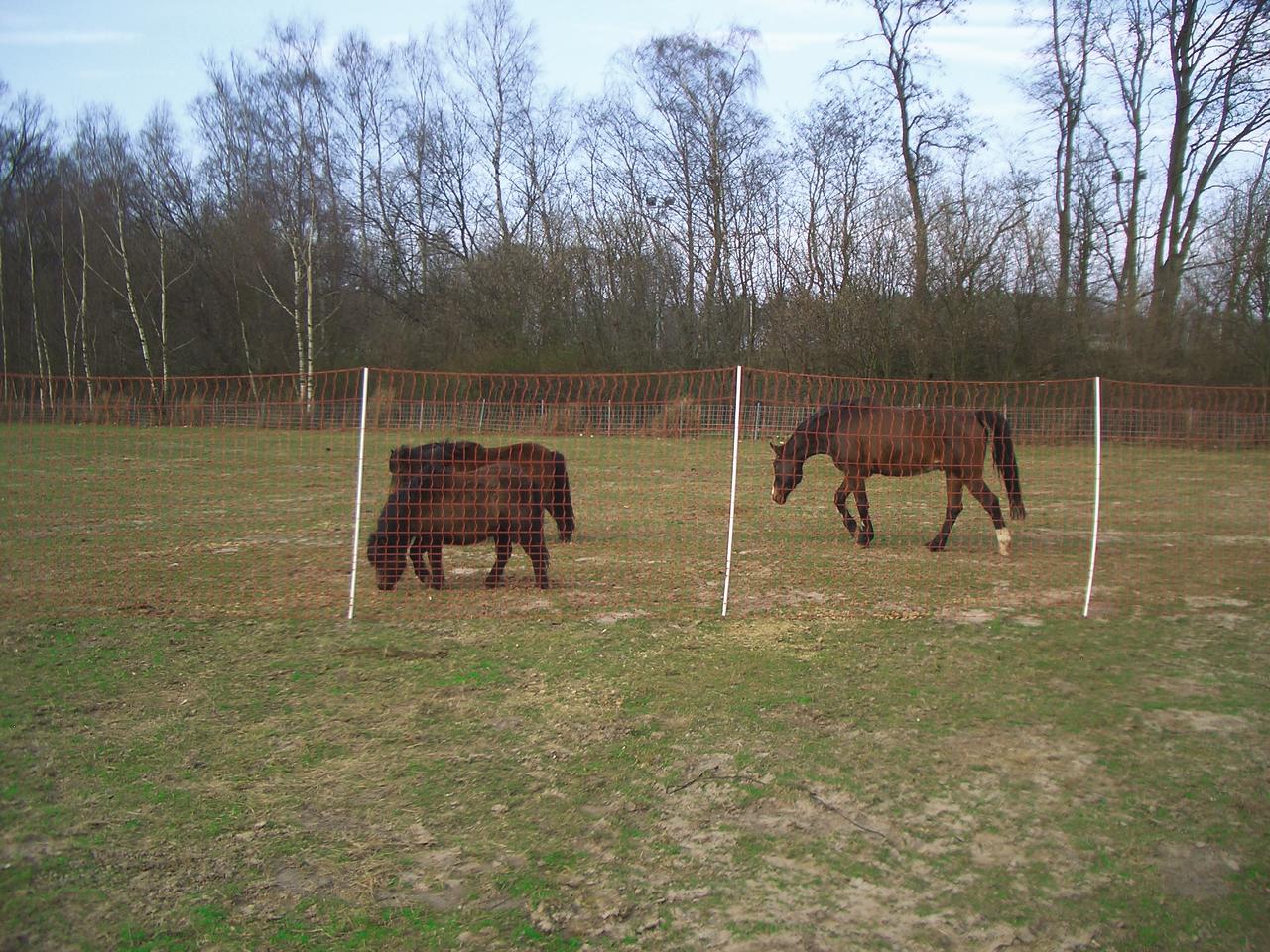 Göbel FILET À PRÉ EURO MUSTANG pour chevaux 145cm