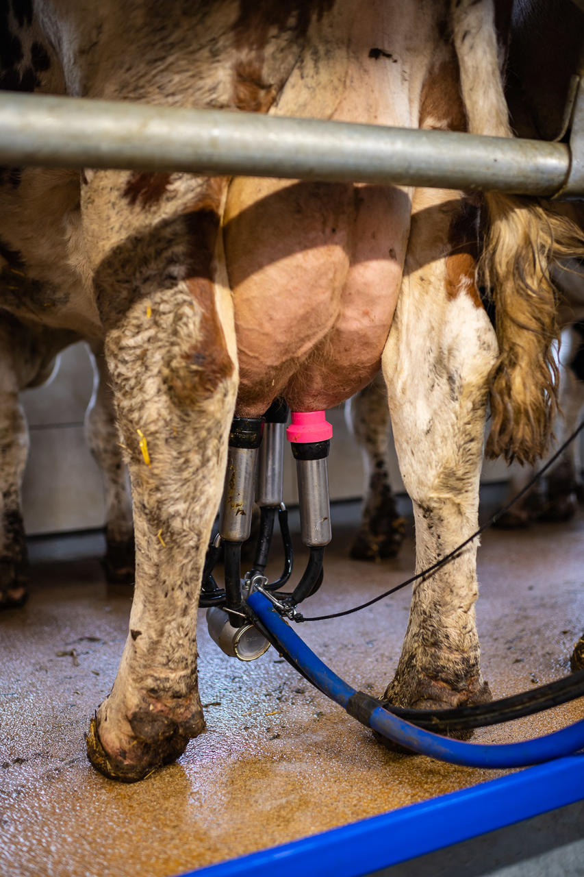 UDDER TECH Adaptateur pour manchon trayeur en caoutchouc MILK EASY