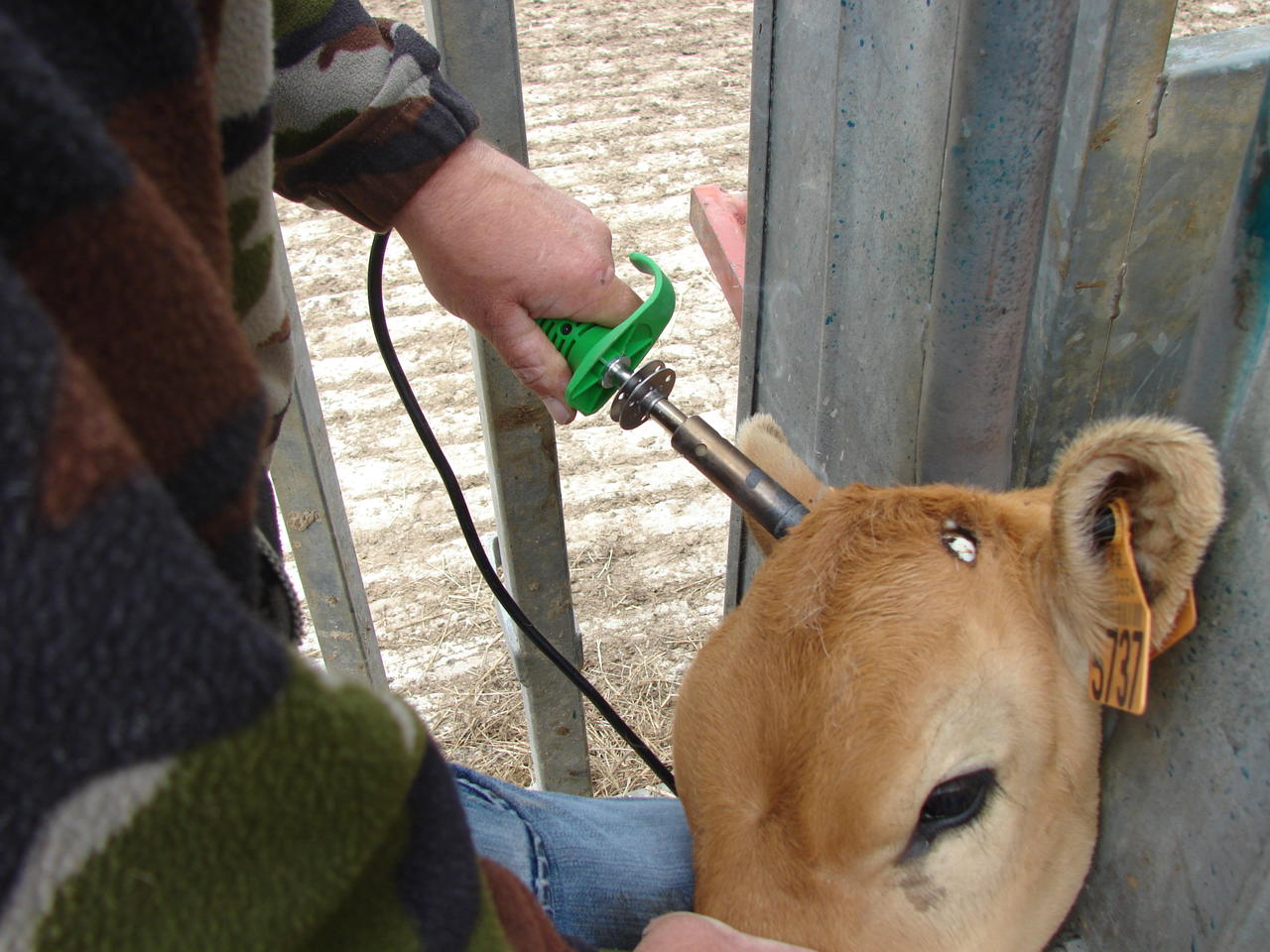 Express Farming SAROS Écorneur électrique