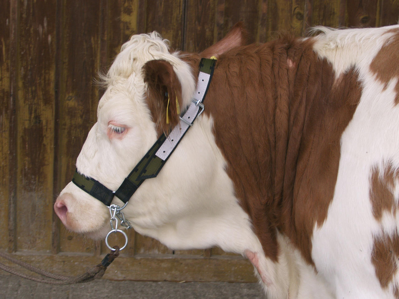 Kerbl Licol vaches avec chaîne mentonnière