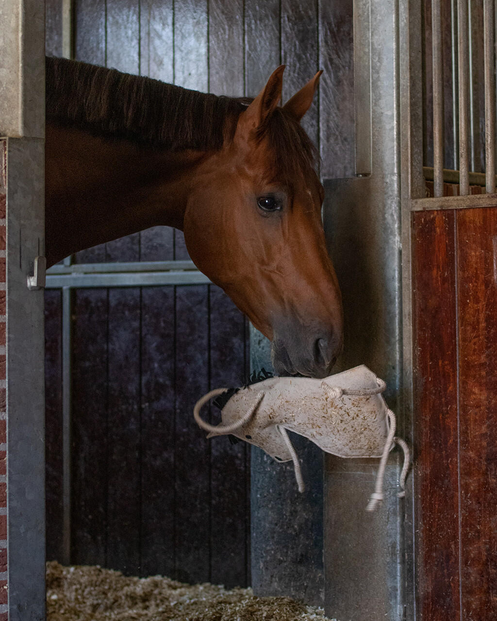 QHP Jouet pour chevaux - Cheval