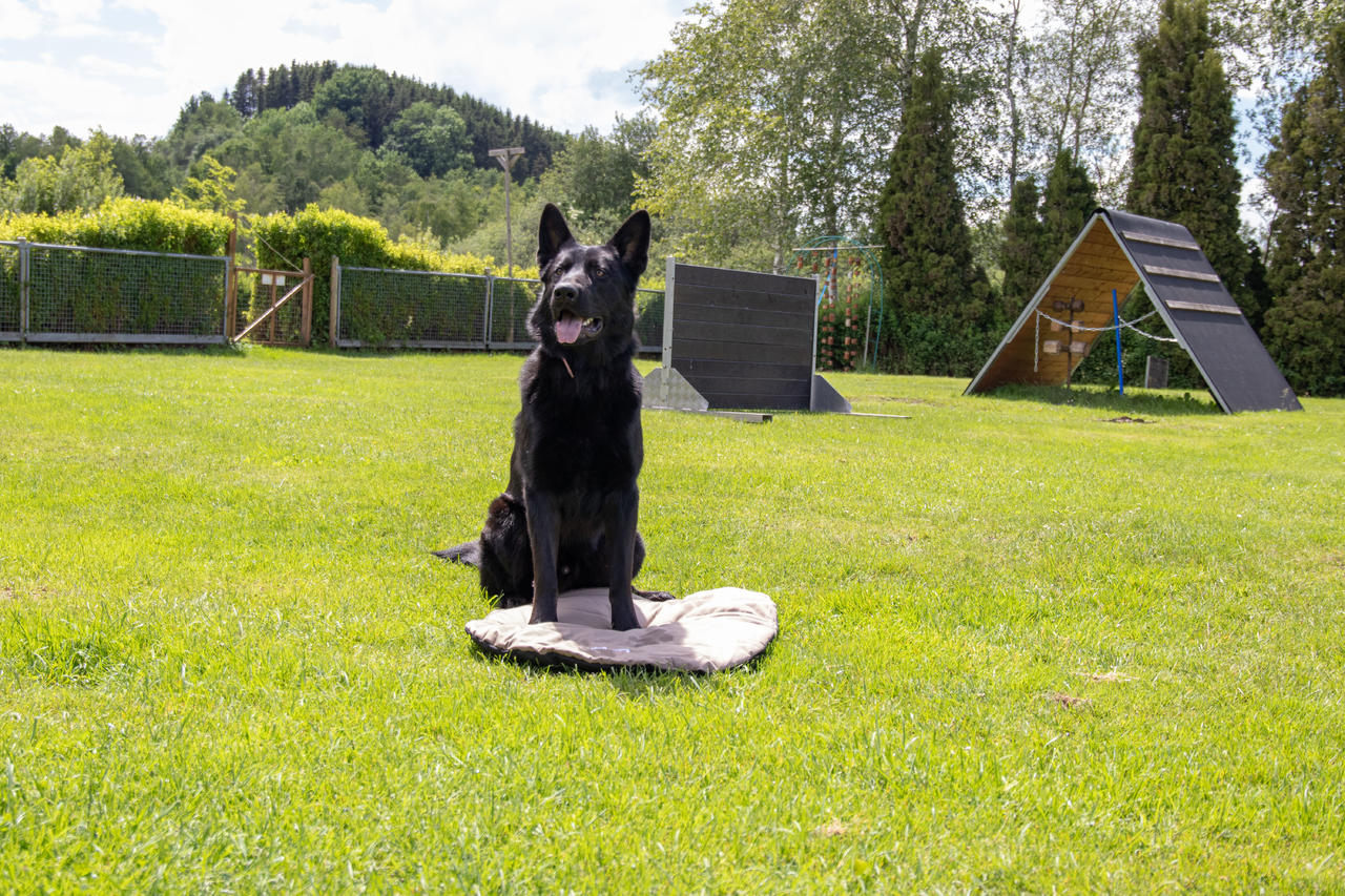 Kerbl Coussin pour chiens Traveller