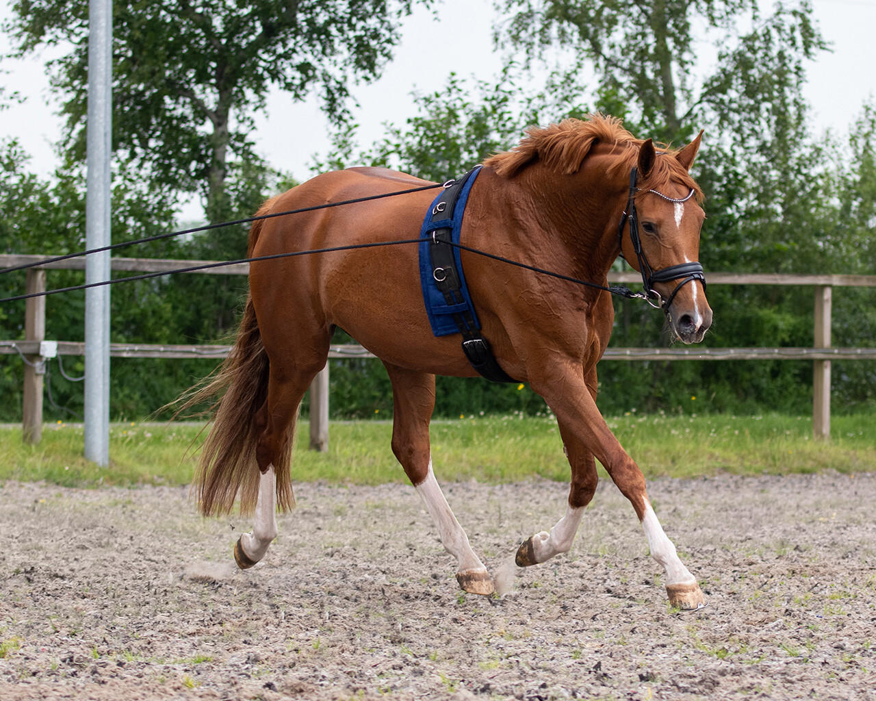 QHP Double longe - longues rênes