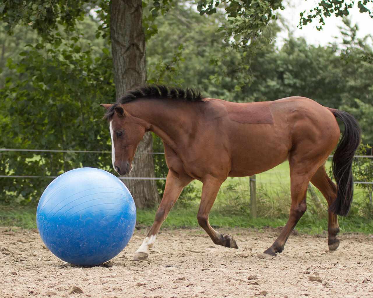 QHP Ballon de jeu pour chevaux