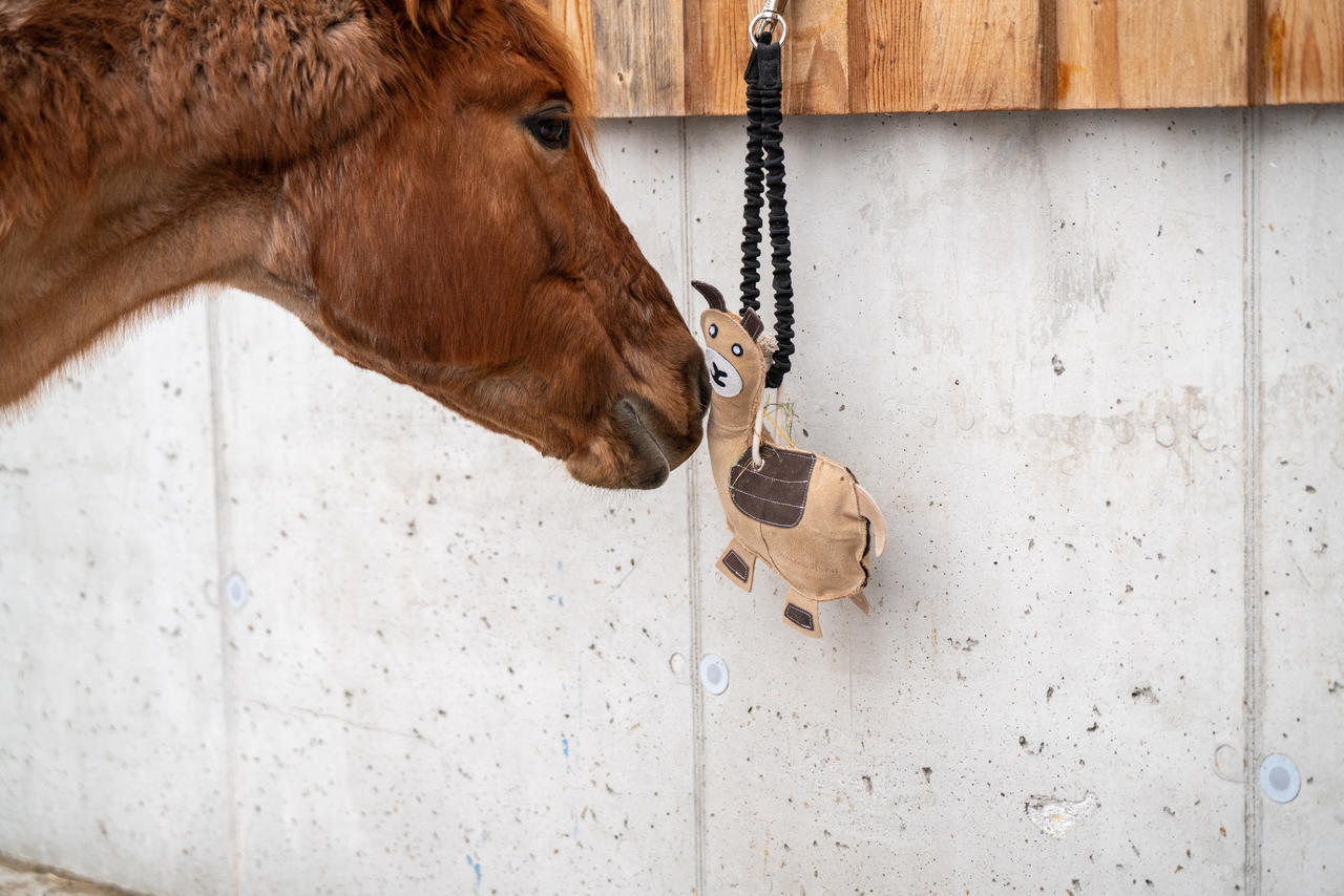 Waldhausen Jouet pour cheval Lama Lotte