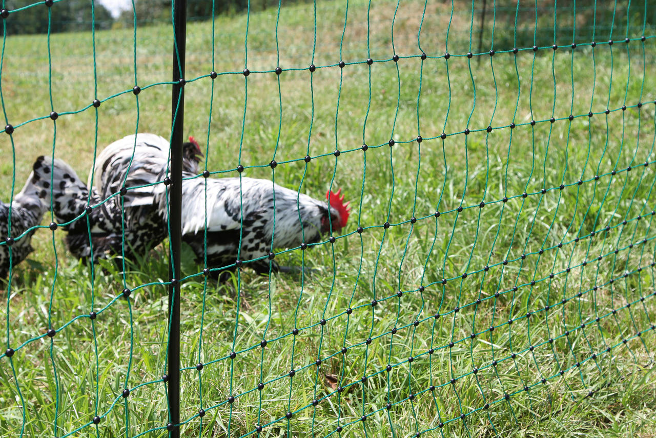 Kerbl PoultryNet Filet à poules 106 cm, 25 m de long