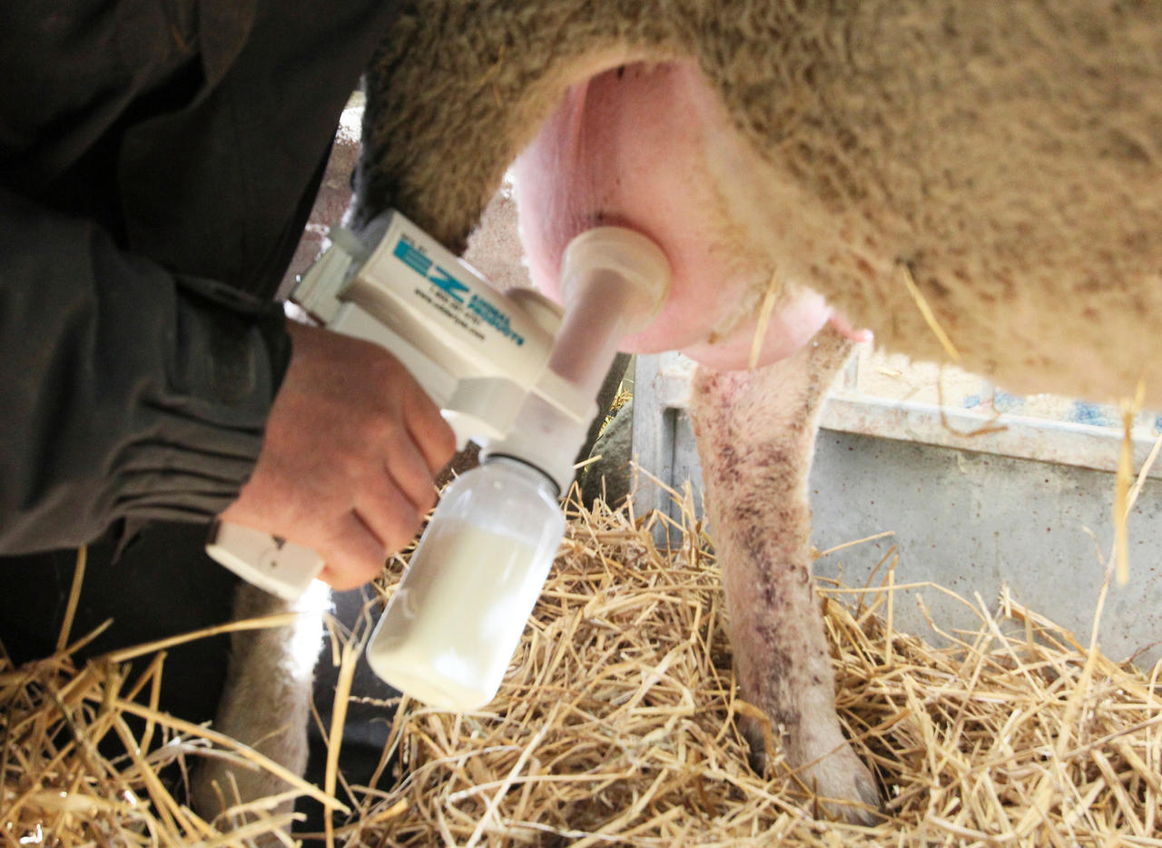 Kerbl Kit complet Pompe à lait pour brebis et chèvres