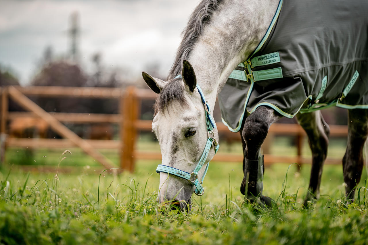 Horseware Licol Field Safe