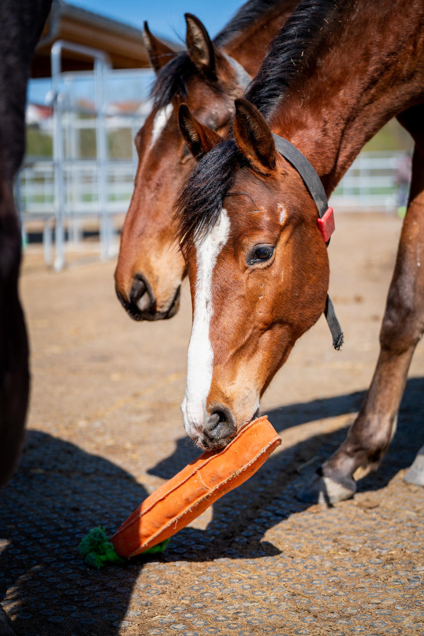 QHP Jouet XL pour chevaux Carotte