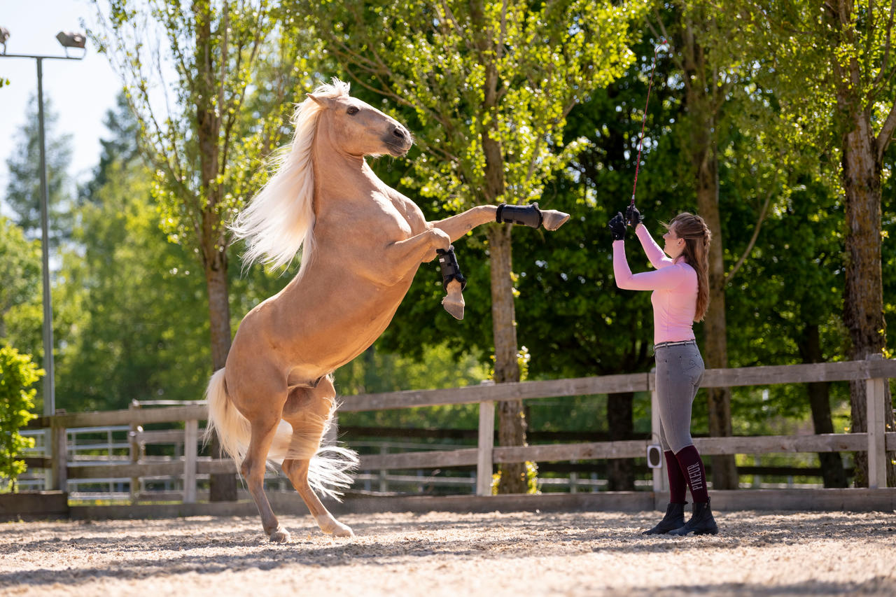 Waldhausen Guêtres de dressage Soft