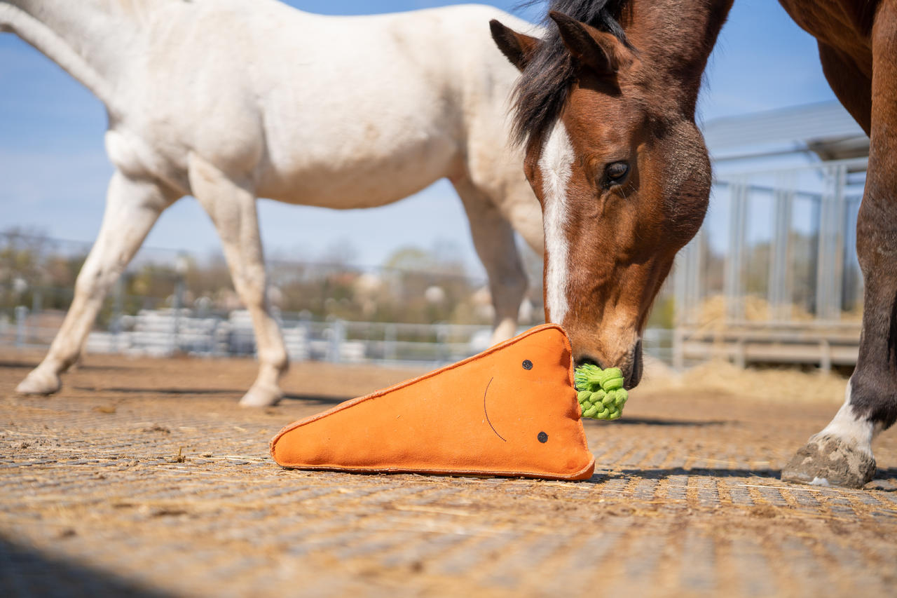 QHP Jouet XL pour chevaux Carotte