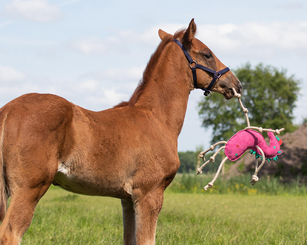 QHP Jouet pour chevaux - Unicorn