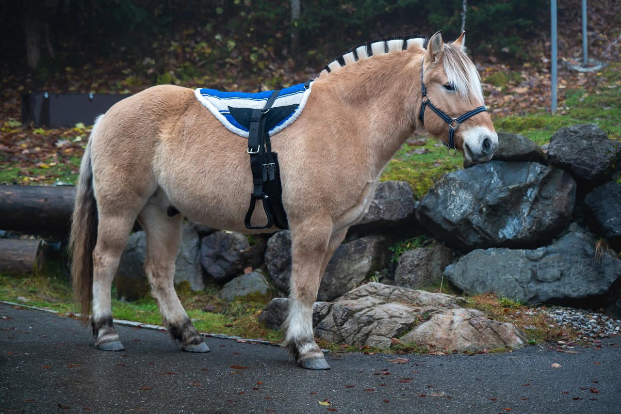 Bareback Pad Navajo