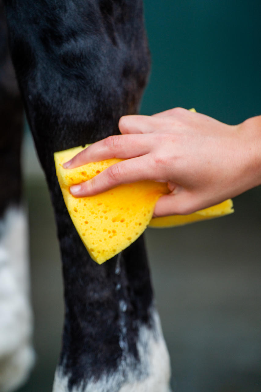 Waldhausen Éponge pour les soins des chevaux