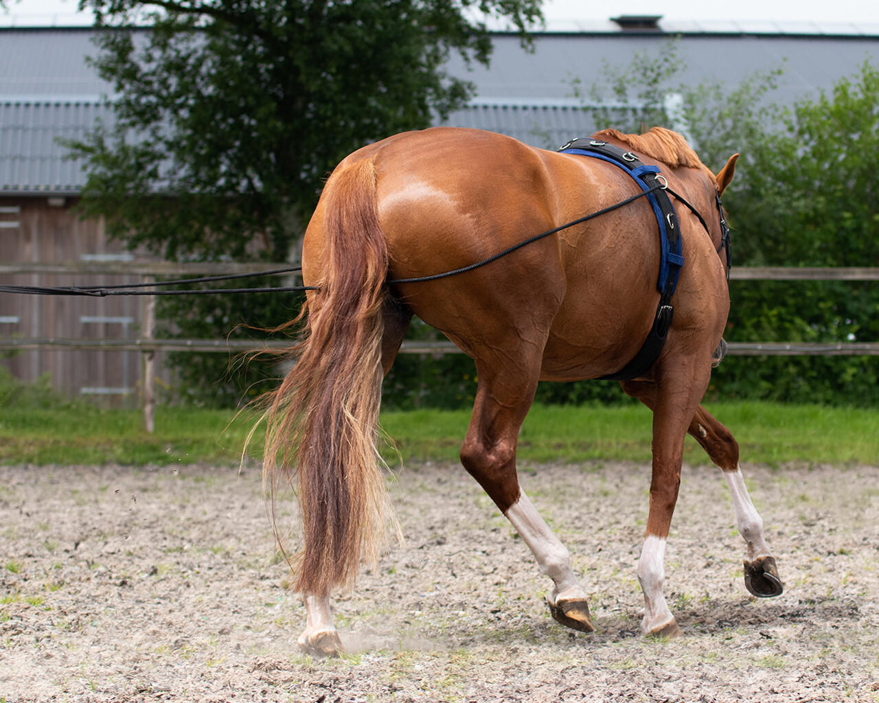 QHP Double longe - longues rênes