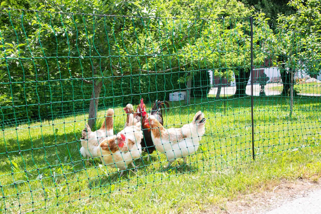 Kerbl PoultryNet Filet à poules 106 cm, 25 m de long