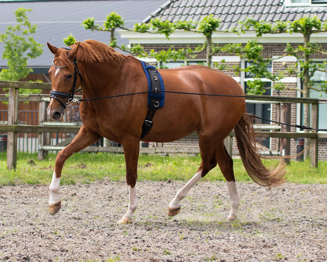 QHP Double longe - longues rênes