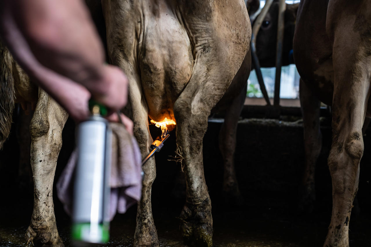 Express Farming Épilateur à gaz Dana