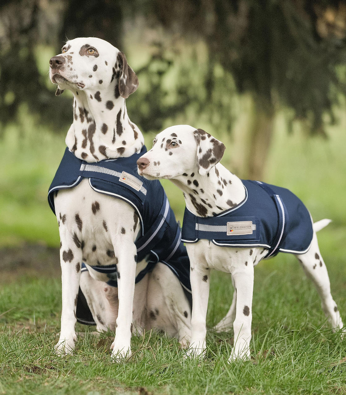 Waldhausen Couverture de pluie pour chiens