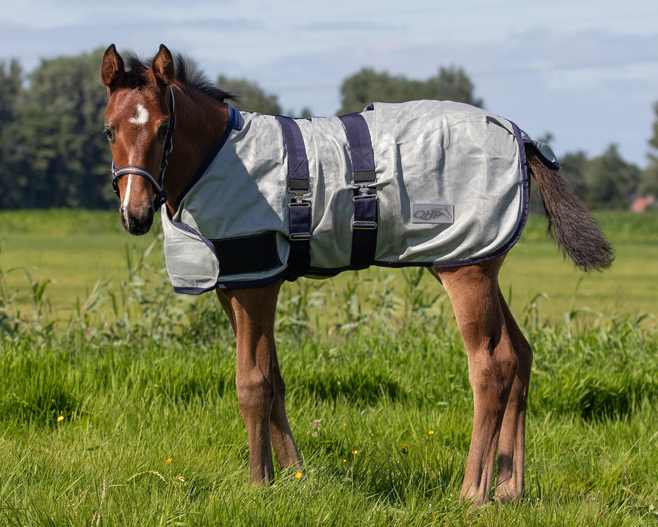 QHP Couverture anti-mouches de poulain