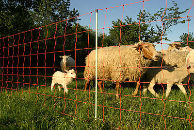 Göbel EURONETZ Filet pour moutons, hauteur 90 cm