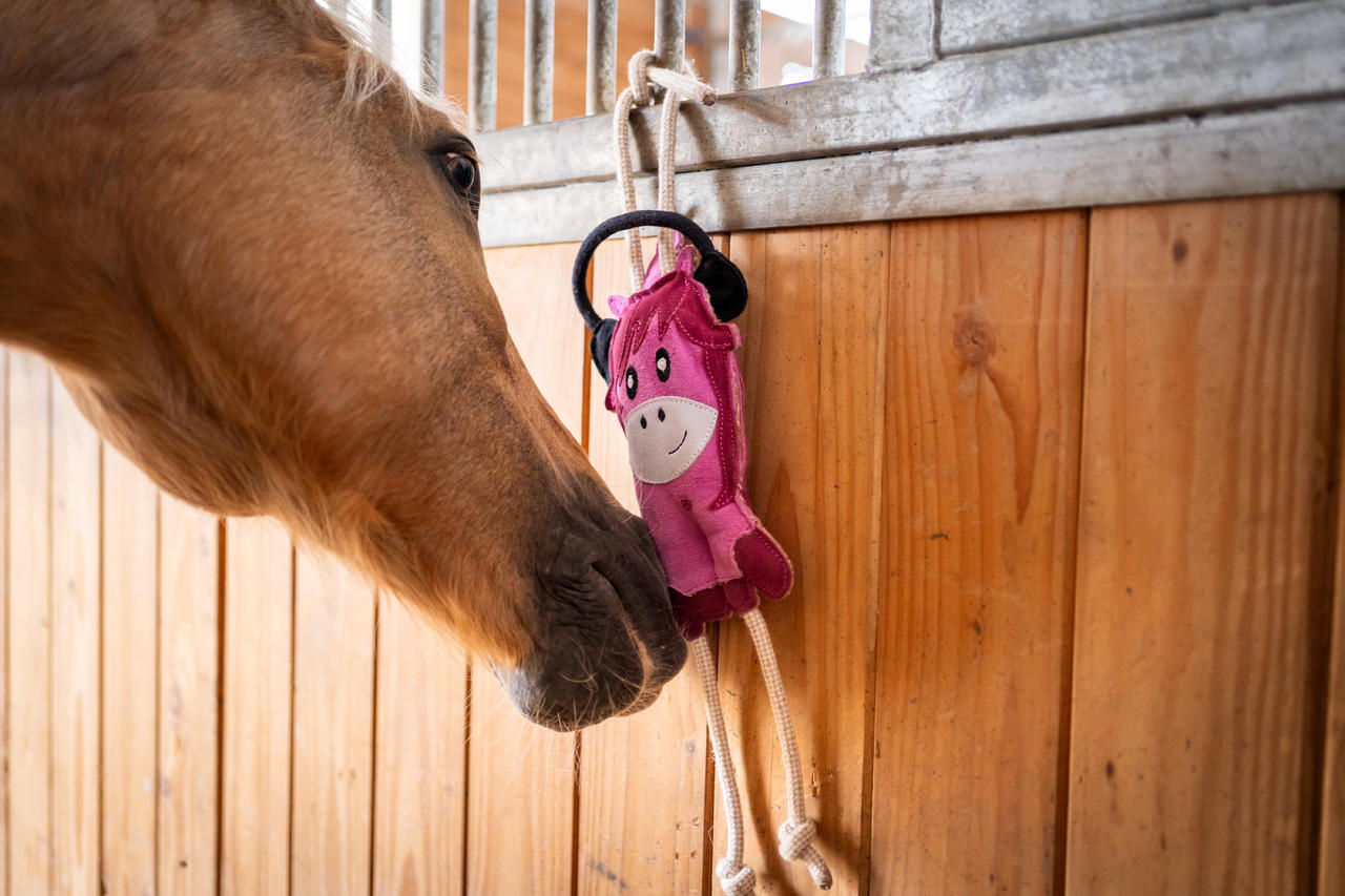 QHP Jouet pour chevaux Sterrin