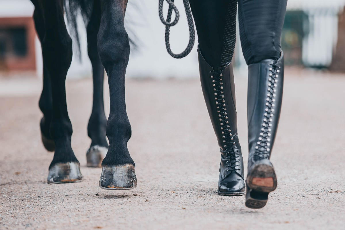 Suedwind Bottes de dressage Legacy Venado, noir