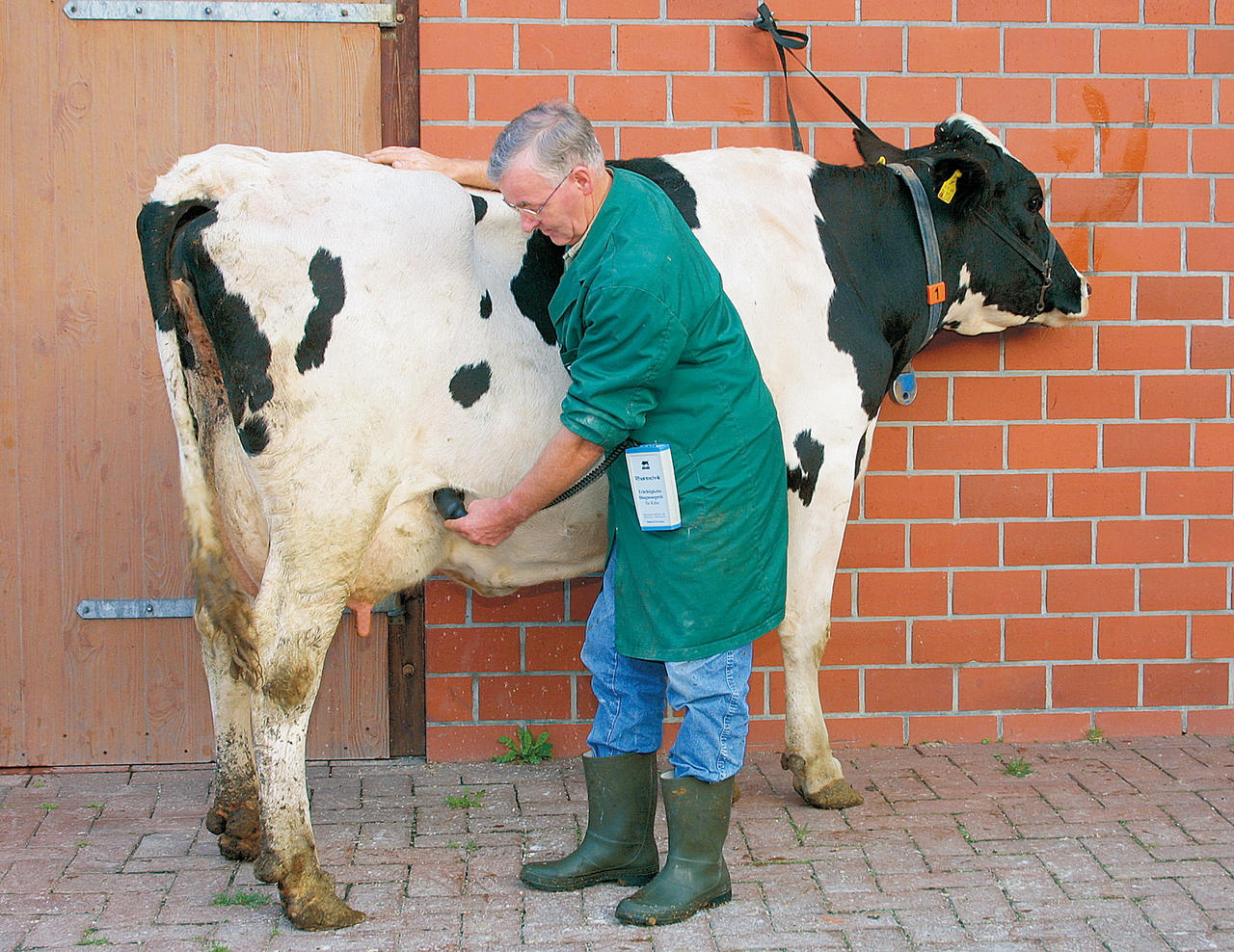 HK-Rheintechnik Testeur de gestation pour vaches