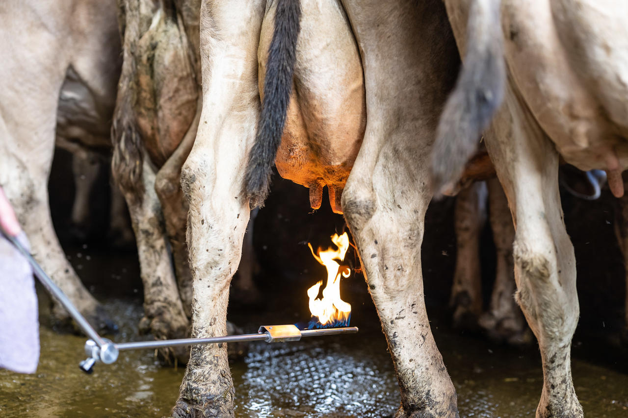 Express Farming Épilateur à gaz Dana