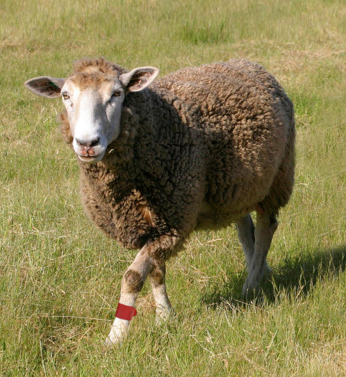 Caisley Bracelet d'identification pour moutons