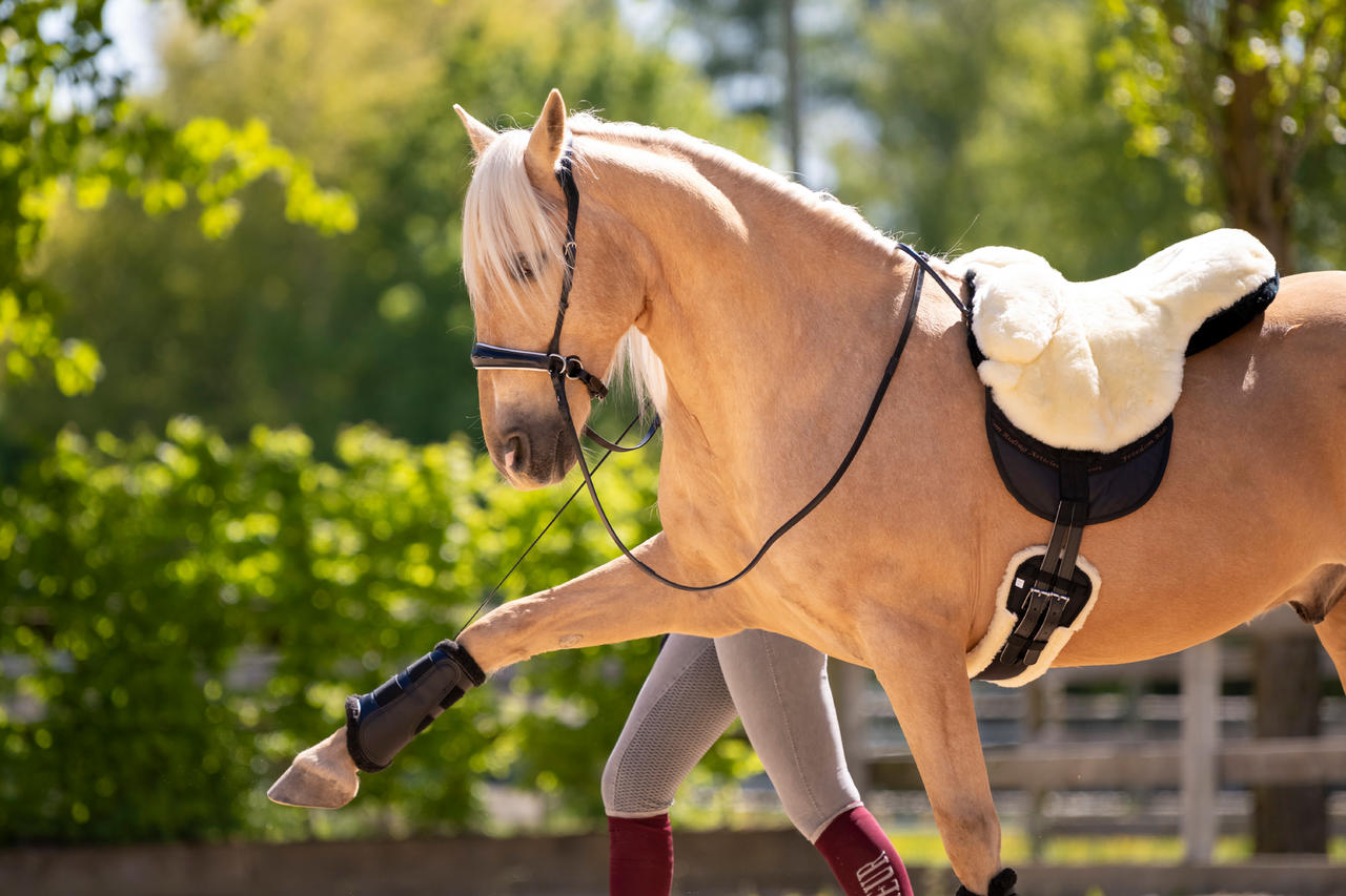 Waldhausen Guêtres de dressage Soft