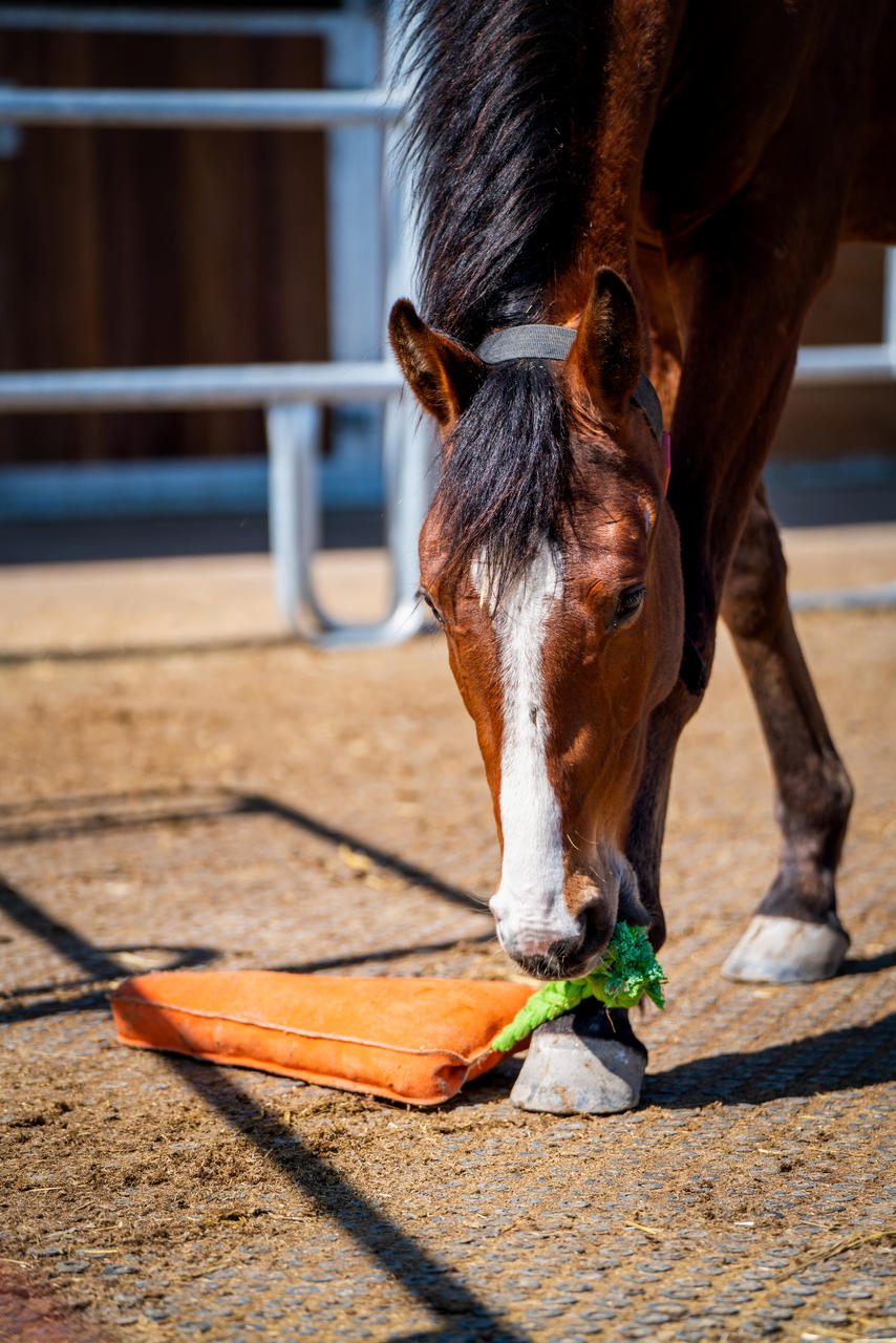 QHP Jouet XL pour chevaux Carotte