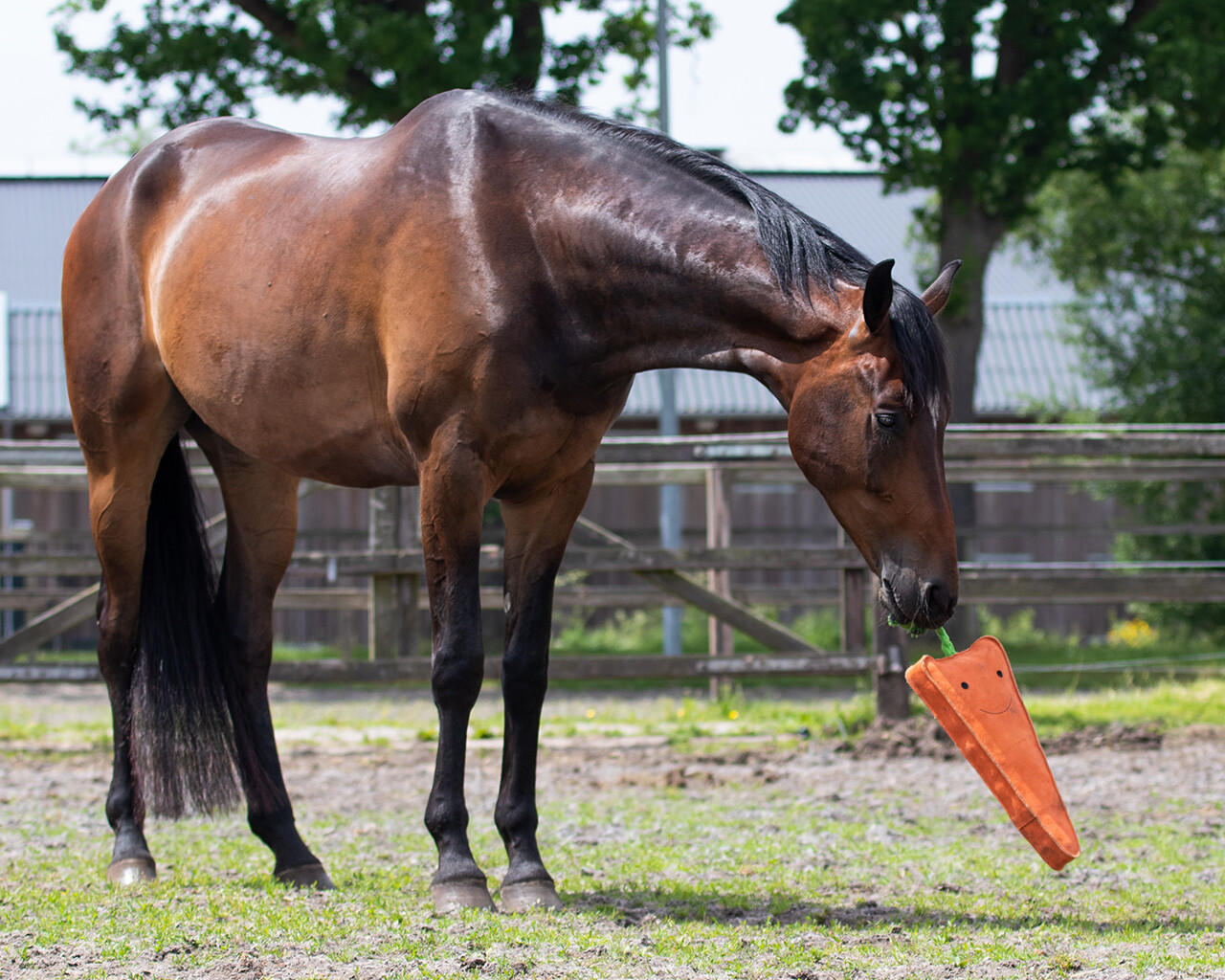 QHP Jouet XL pour chevaux Carotte