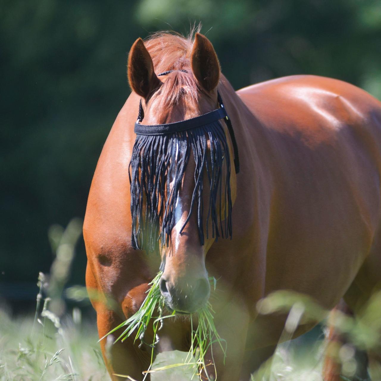 Waldhausen Franges anti-mouches avec têtière