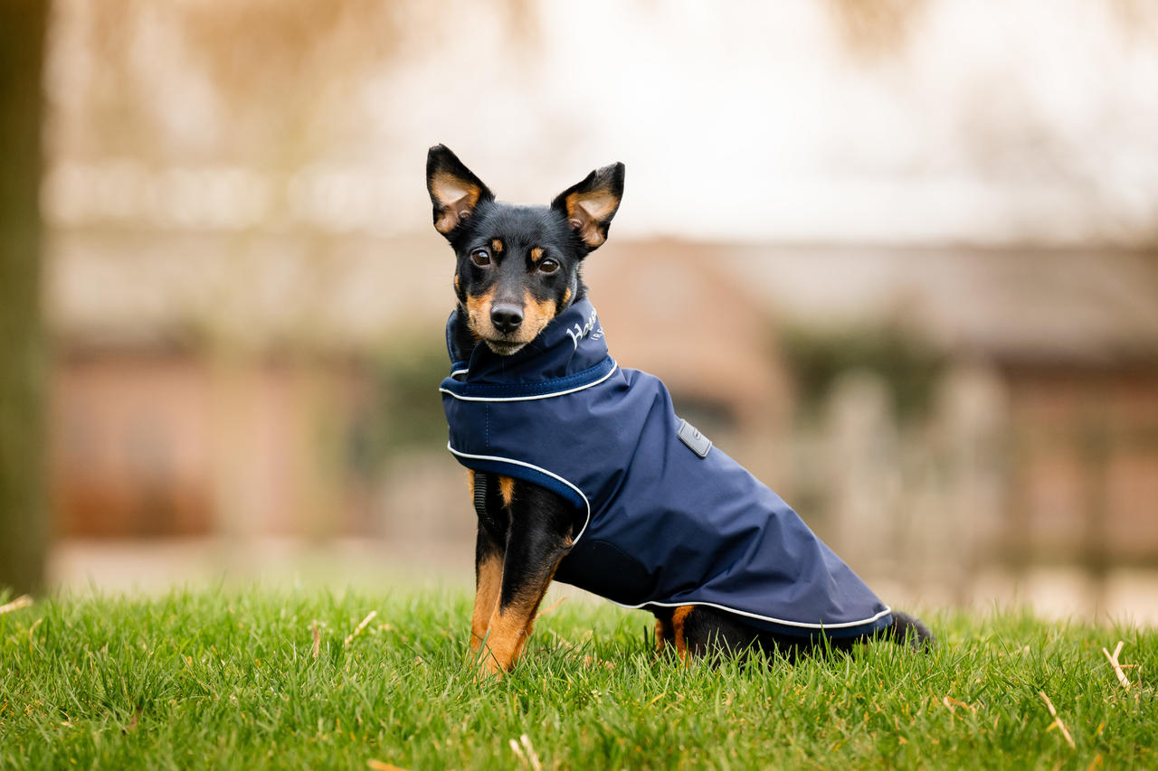 Horseware Manteau imperméable Signature pour chien