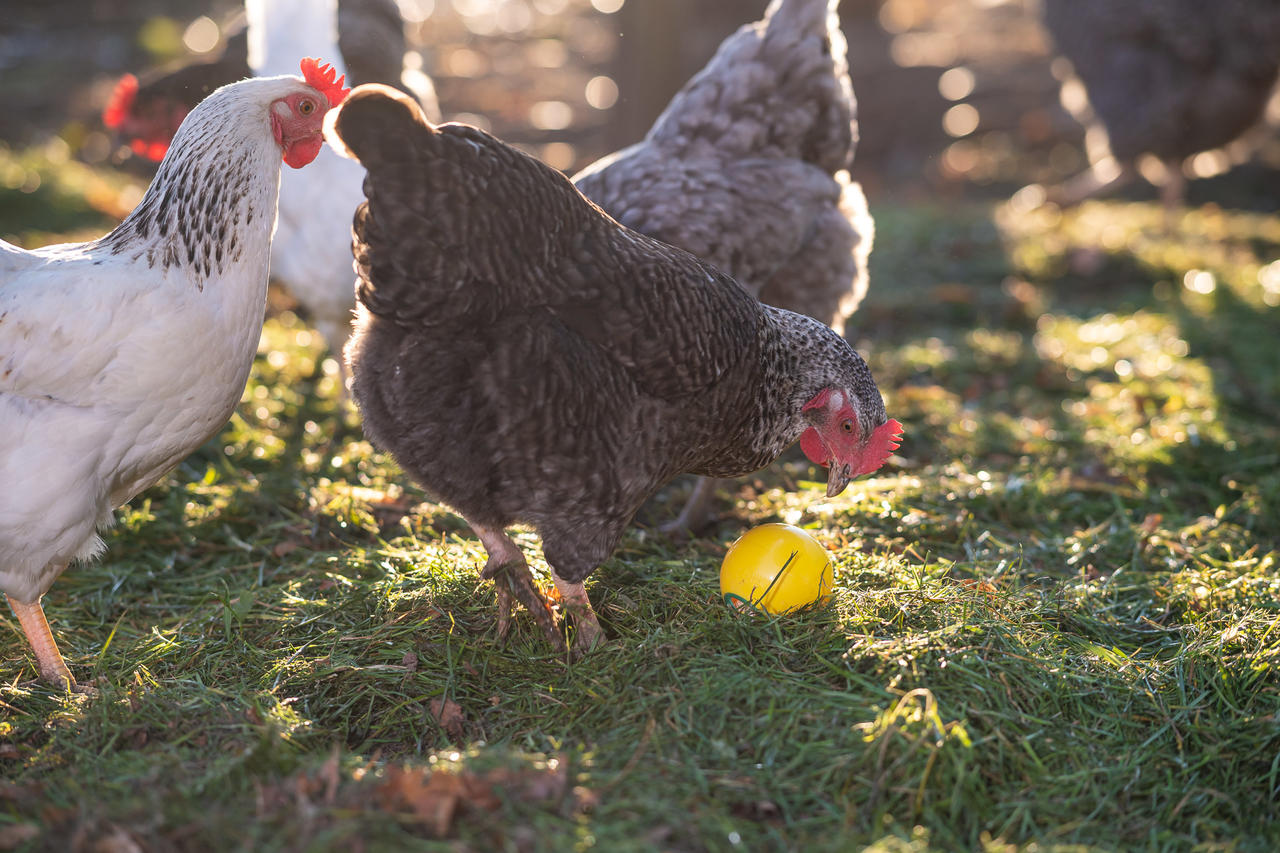 Kerbl Balle à collation - pour les poulets