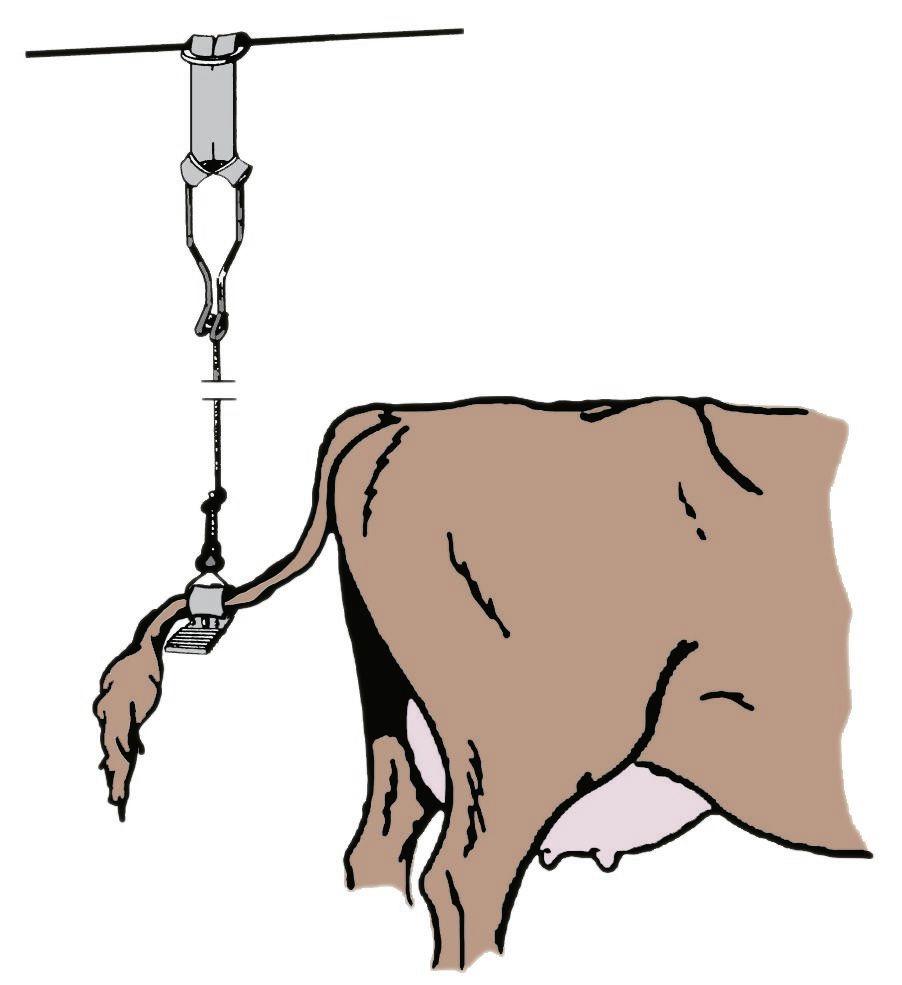 Dispositif d’attache pour vache